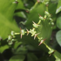 Euphorbia antiquorum L.